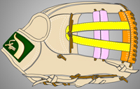 ウェブ画像Ｗ-７