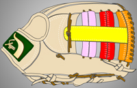 ウェブ画像Ｗ-８
