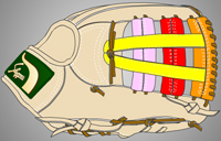 ウェブ画像Ｗ-１２