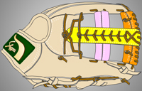 ウェブ画像Ｗ-２１