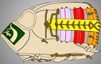 ウェブ画像Ｗ-２２