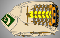 ウェブ画像Ｗ-２７